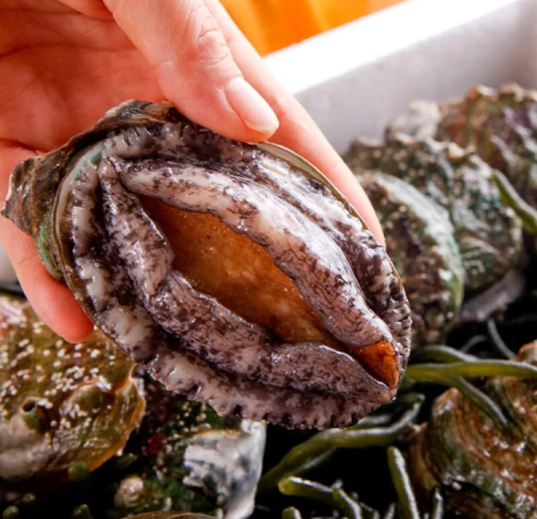 [G마켓] 산지직송 완도 활전복 1KG 6-7미 (산소포장)(21,670원/무료)