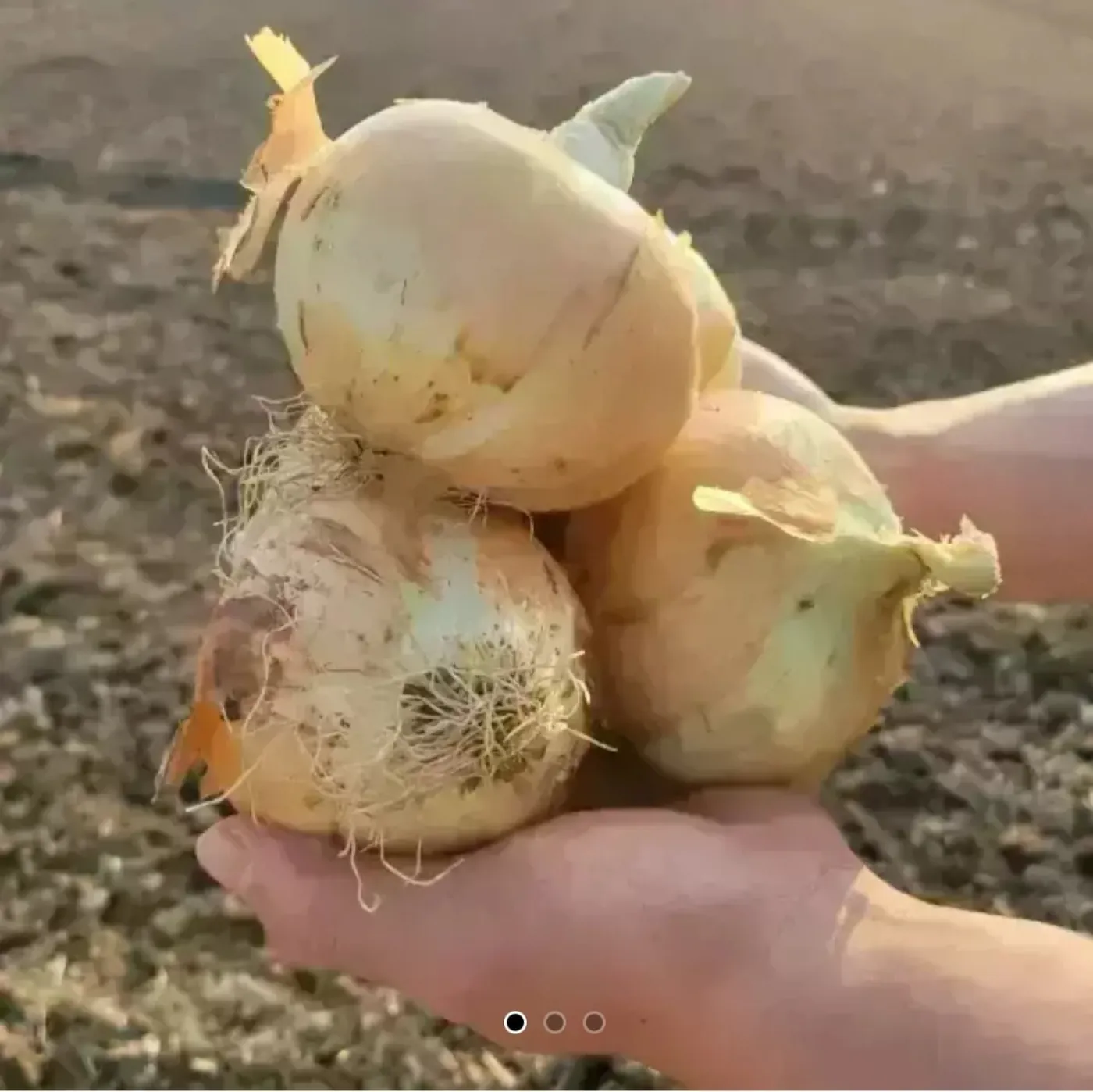 [11번가] 햇 양파 중 5kg (6,140원/무료)