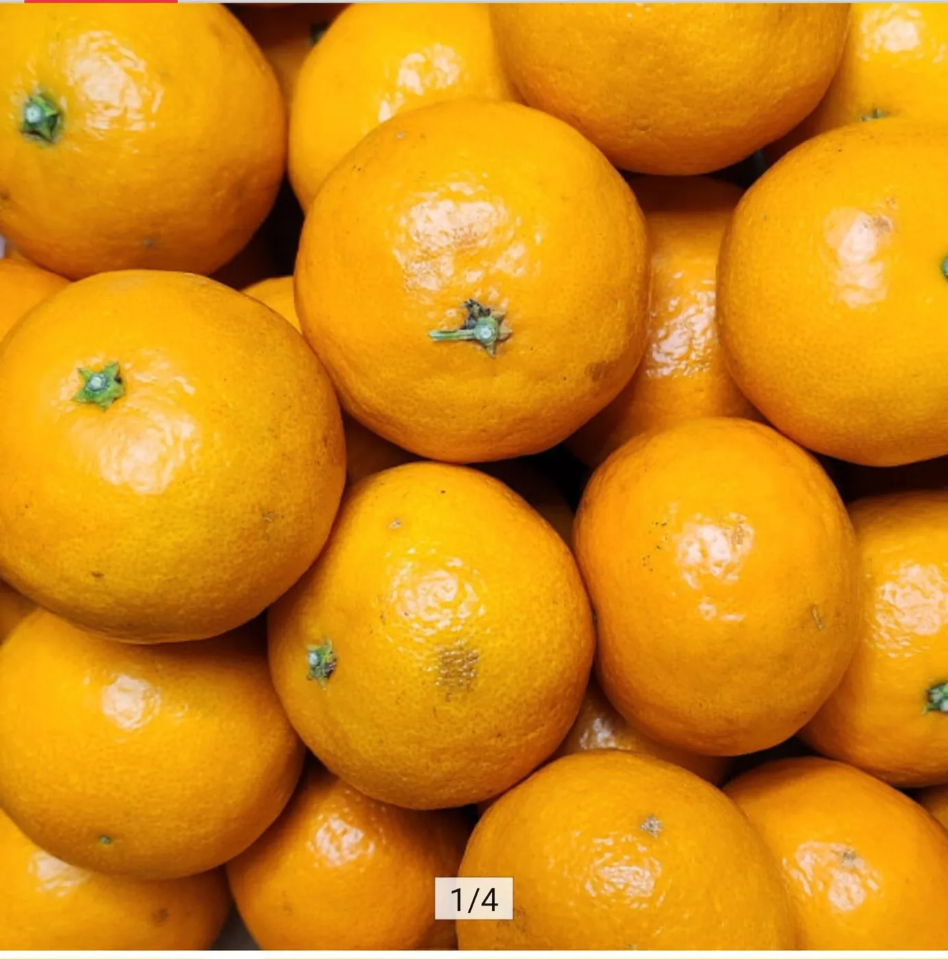 [옥션] 카라향 5kg 실속 혼합 (19,460원/무료)