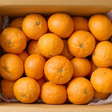 [톡딜] 산지직송 고당도 제주 카라향 2kg (11,900원/무료)