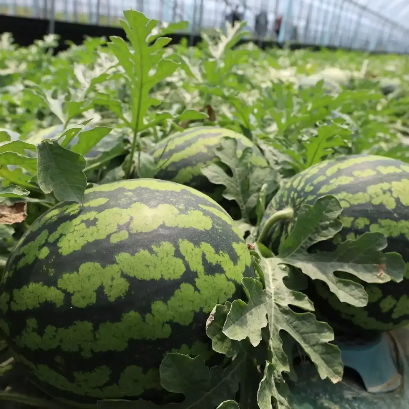 [11번가] 하우스 꿀수박 6kg (17,910원 / 무배)