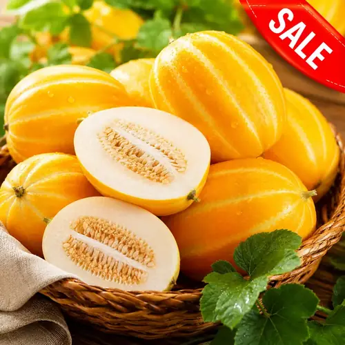 [톡딜] 2026 성주 꿀 참외 10kg (12,790원 / 무료)
