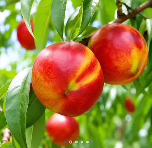 [톡딜] 보배 천도복숭아 1.1kg
