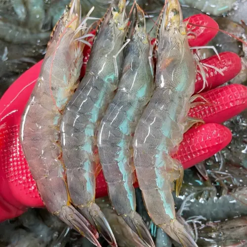 [토스쇼핑] 국내산 횟감 활 흰다리새우, 1kg, 1팩 (24,500원 / 무료)