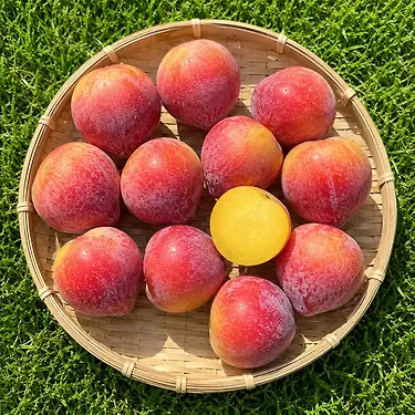 [톡딜] 의성 대석자두 2kg (14,800원/무료배송)