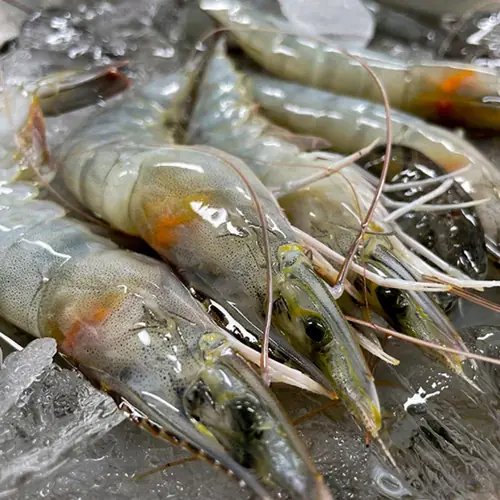 [롯데온] 제철 국내산 활 흰다리새우 1kg (24,720원/무료)