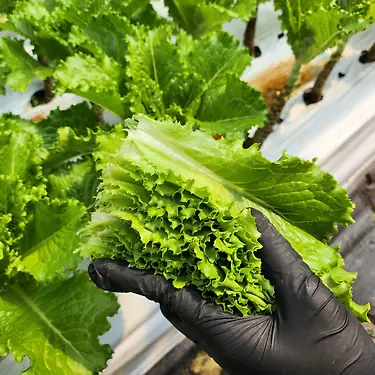 [톡딜] 산지직송 청상추 1kg (5,200원/무료)