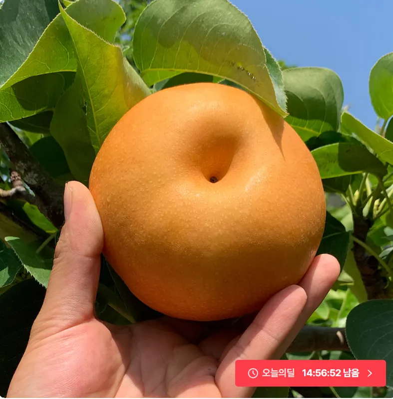 [오늘의집] 나주배 신고배 3kg