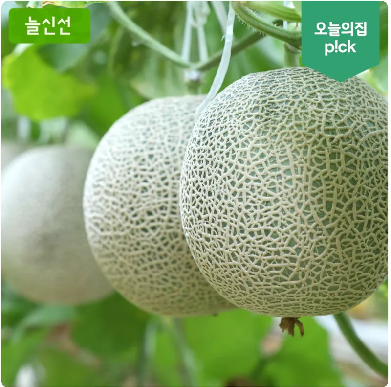 [오늘의집] 늘신선 국내산 머스크멜론 2수 3.2kg